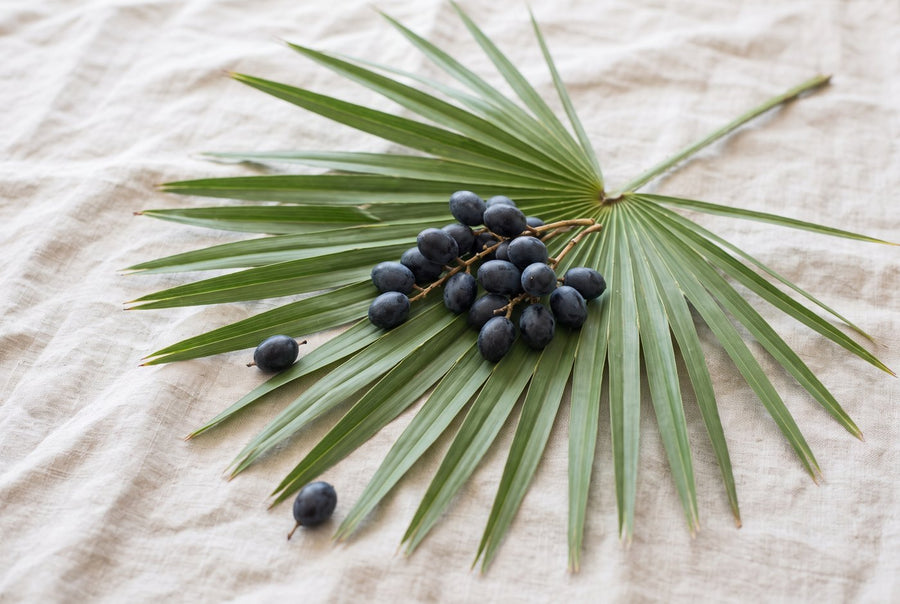 Saw palmetto berries on a palm leaf
